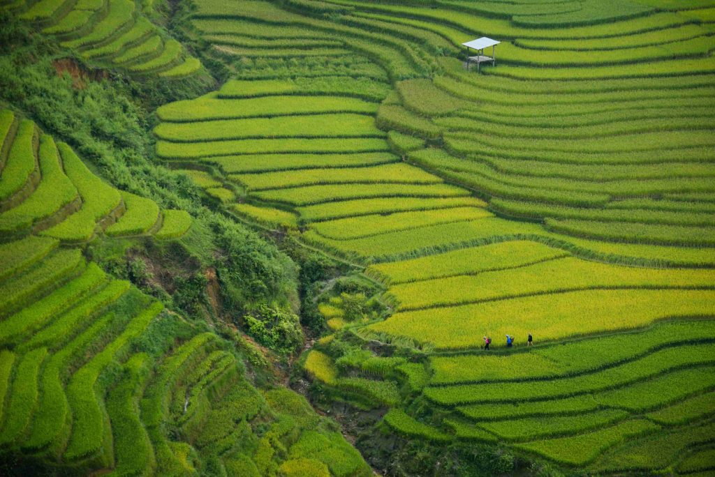 Rice Terrace in Bali